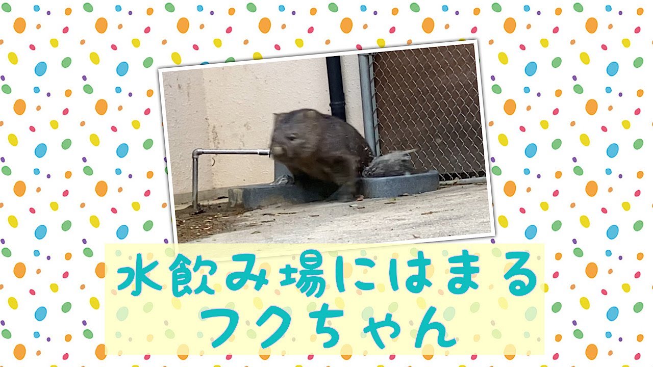 【ウォンバット】水飲み場にはまるフクちゃん☆