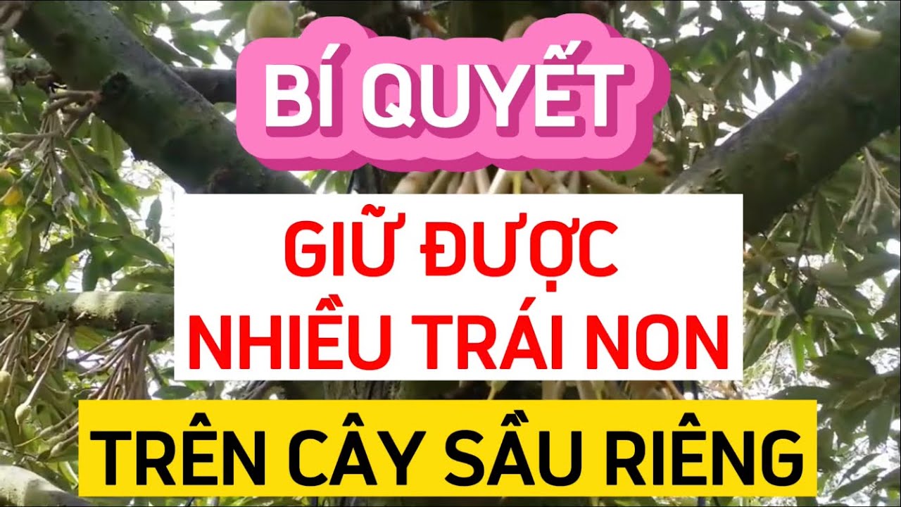 BÍ QUYẾT GIỮ ĐƯỢC NHIỀU TRÁI NON TRÊN CÂY SẦU RIÊNG. HƯƠNG SẦU RIÊNG