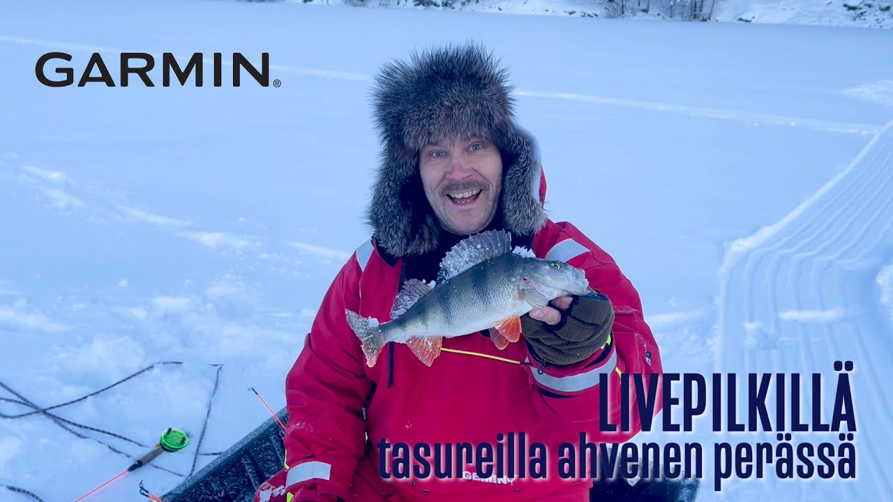 Pilkintää - ahventa tasapainoilla ja liveluotaimen avulla