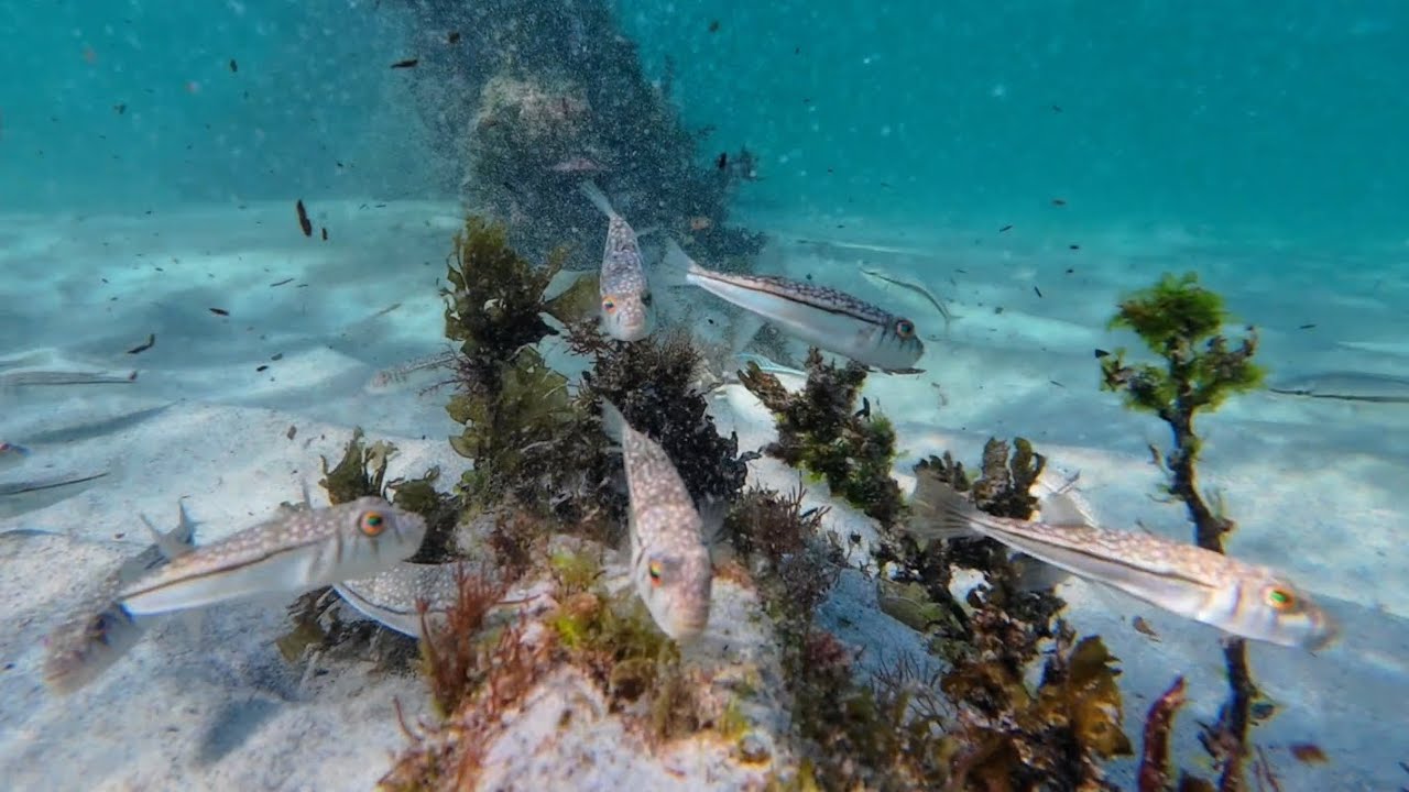 4K Underwater Therapy 🌊🐡🐠