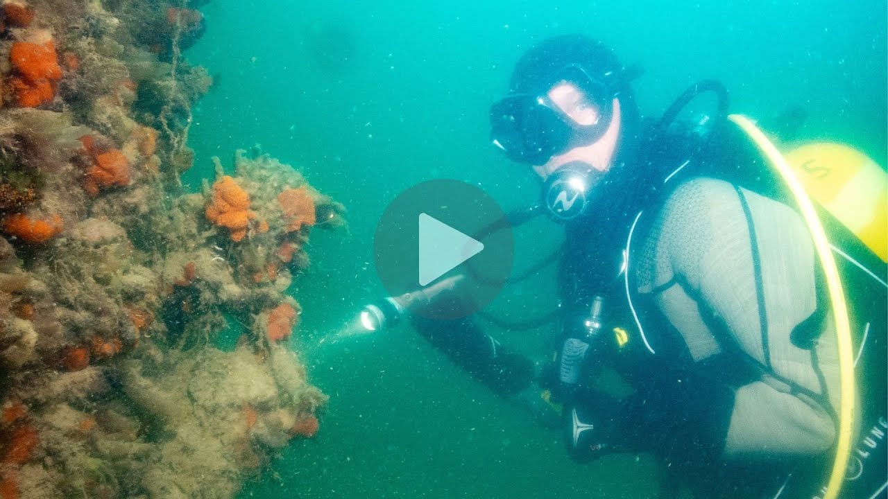 J-365 avant la parution d'un Inventaire de la biodiversité portuaire