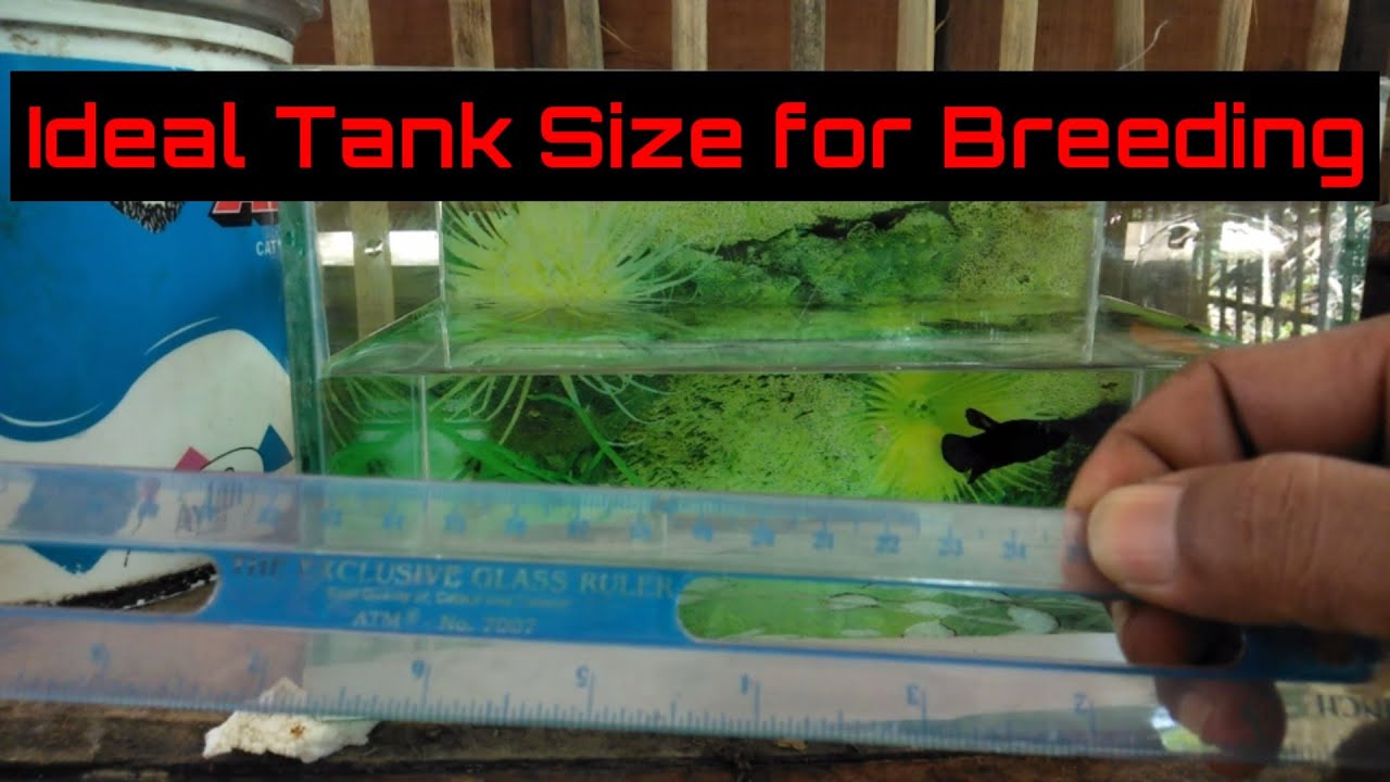 Betta Fish Breeding Tank Size, How Big Should?