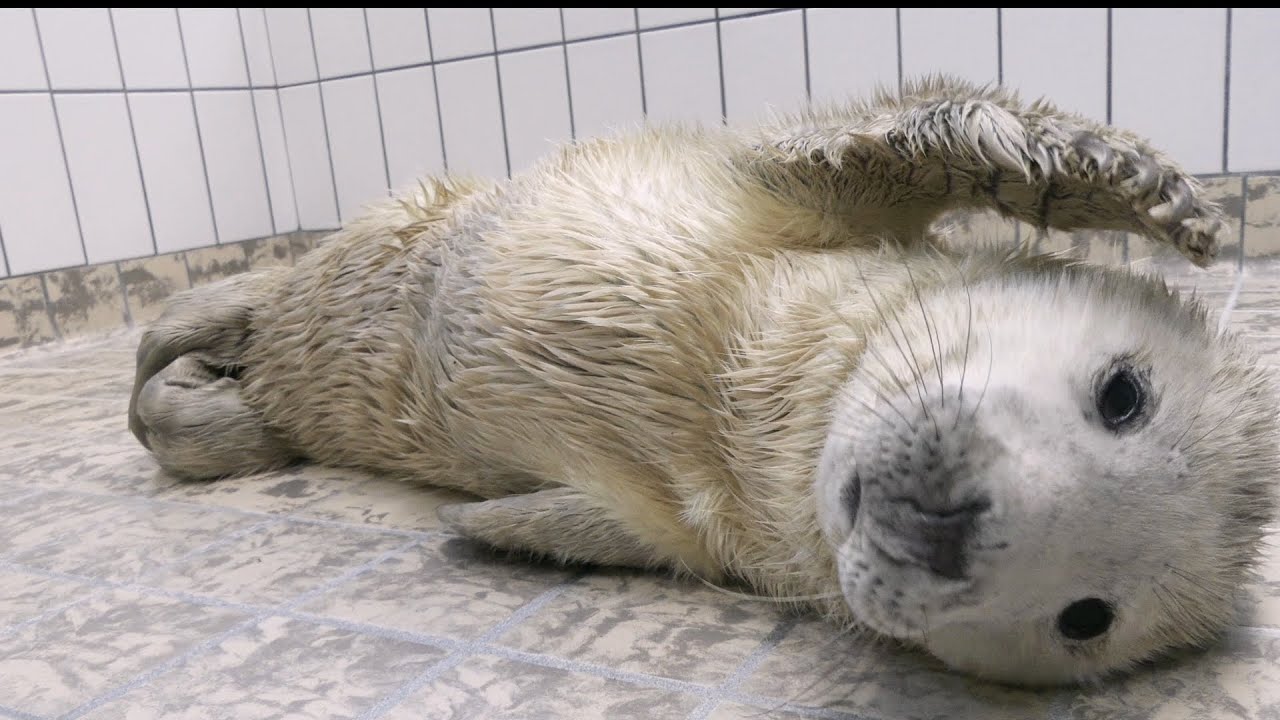 Eerste grijze zeehondenpup van het seizoen I Ecomare Texel