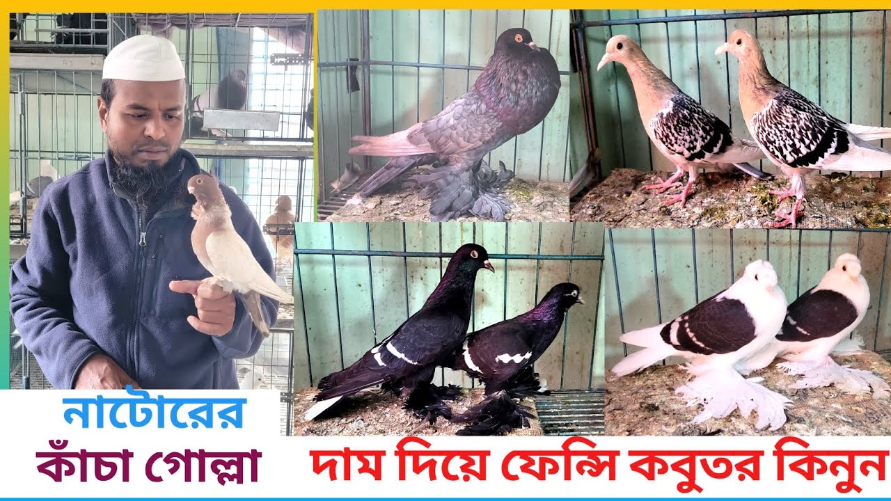 👉👉ফেন্সি কবুতর কিনুন  কোয়ালিটি ফুল 🥰🥰