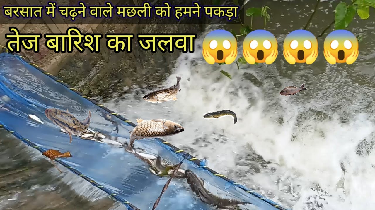बारिश में चढ़ने वाली मछलियों को पकड़ने का यह अनोखा तरीका | बरसात में चढ़ने वाली मछली को कैसे पकड़े