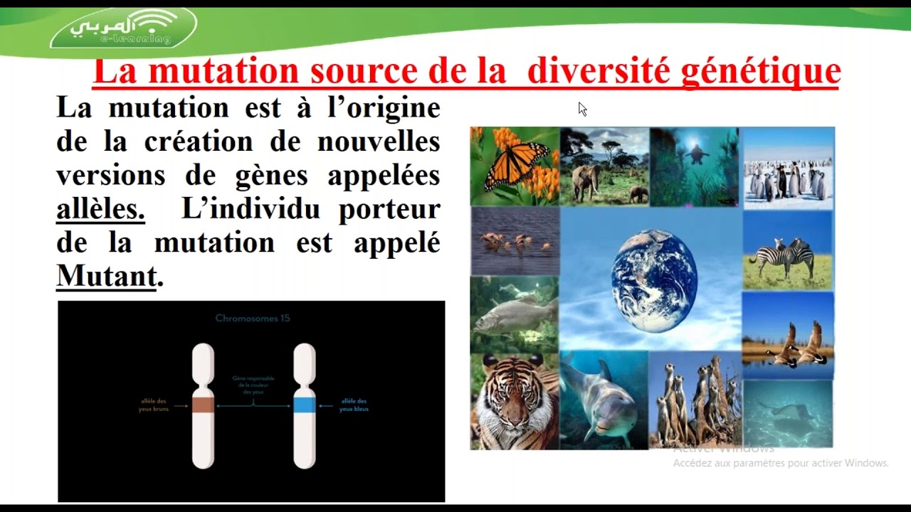 3ème Sciences : SVT - Mutation et Diversité Génétique | Cours & Exercice Corrigé