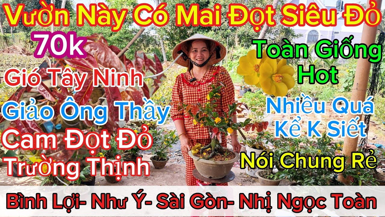🍀7/3☎️0326119500☎️🌲Mai Vàng Giá Rẻ🌲Mai Giống Các Loại Chỉ 70k Toàn Giống Hot...🌲