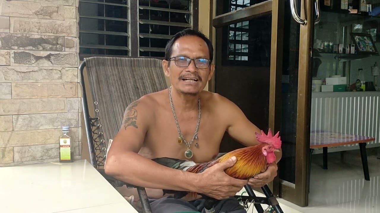 หากินตามประสา เทพ ต่อไก่