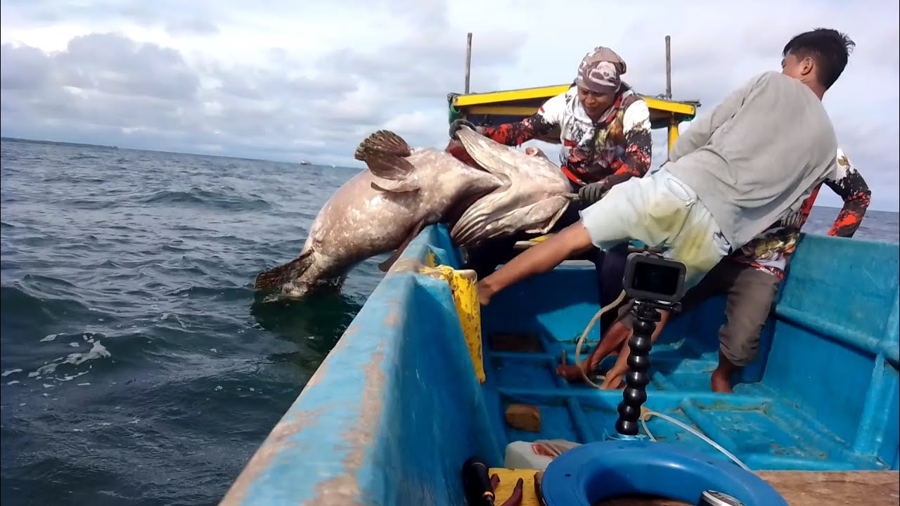 126 klg  monster kerapu  naik kurang dari 3 menit