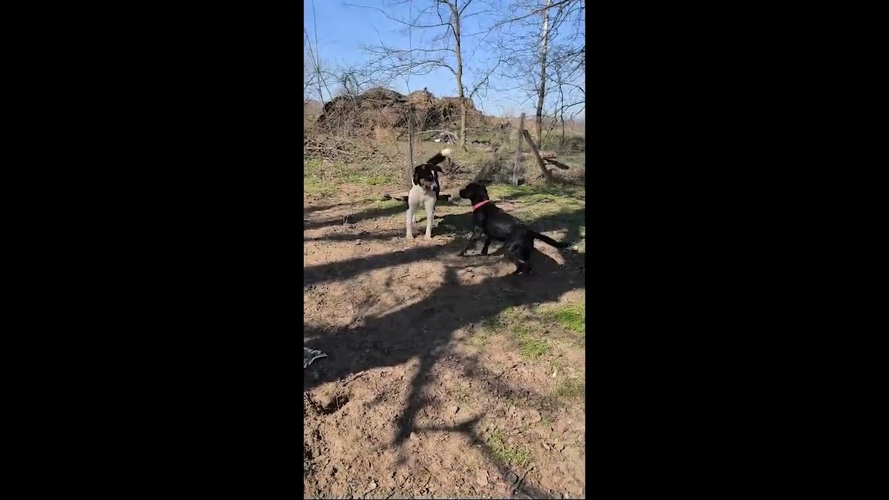 Balu, Töfi, Jasmina März 2026