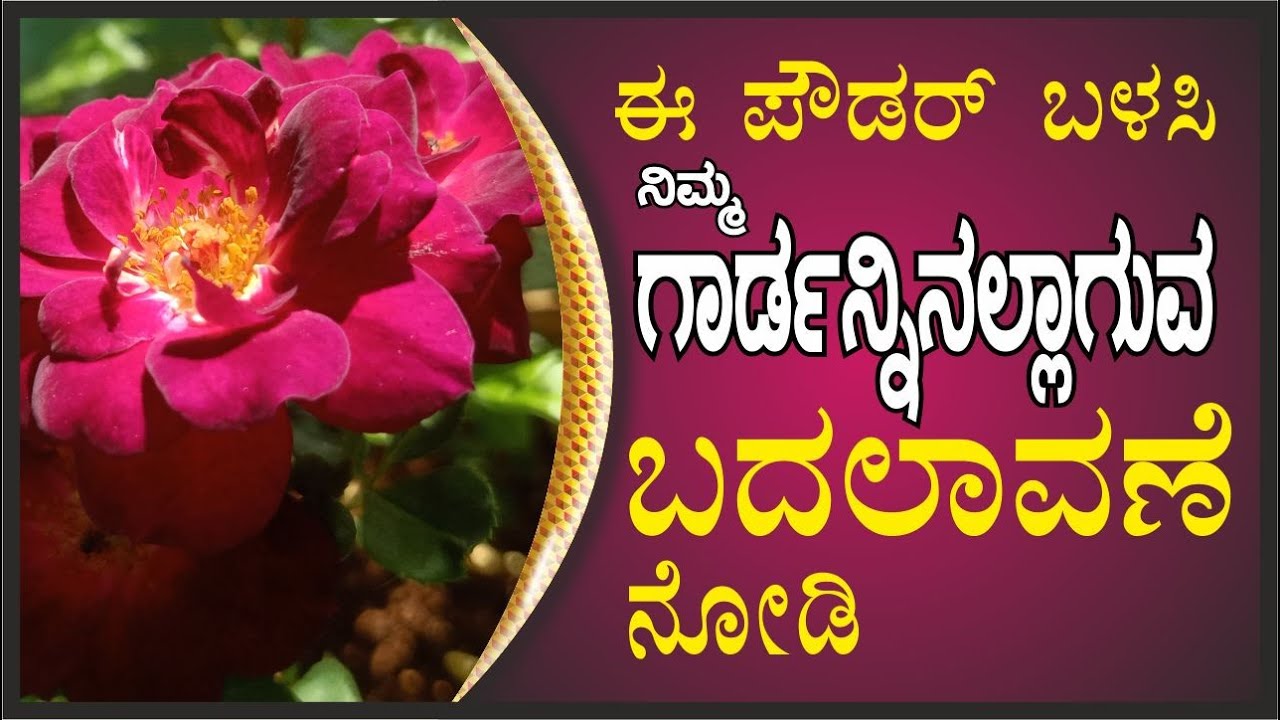 ಈ ಪೌಡರ್ ಬಳಸಿ ನಿಮ್ಮ ಗಾರ್ಡೆನ್ನಿನಲ್ಲಾಗುವ ಬದಲಾವಣೆ ನೋಡಿ #marysmanegarden  #bananapeel #gardener