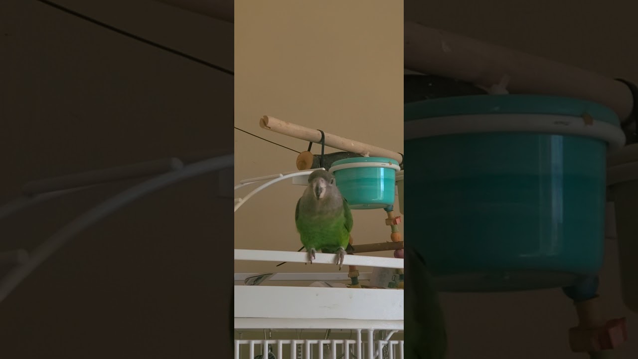 12 Years old Brown Head Parrot talking