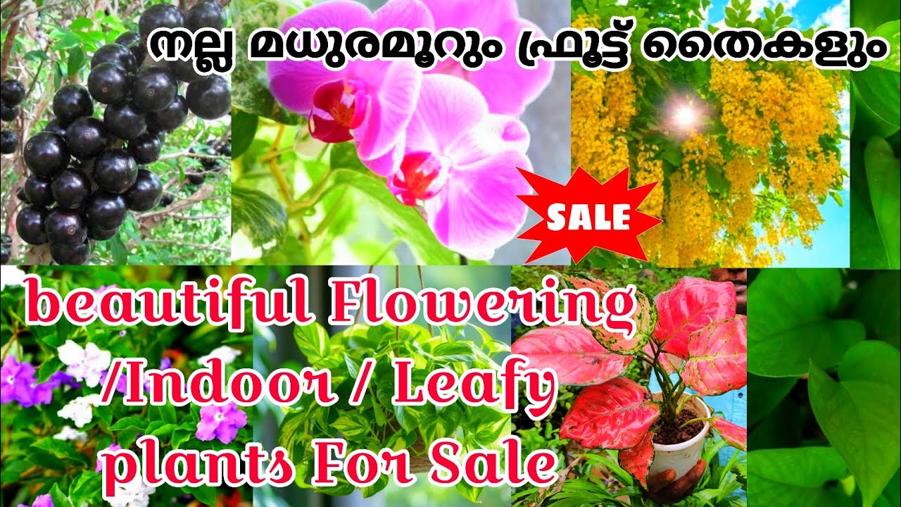 beautiful flowering/ indoor/ fruits plants|എല്ലാത്തരം ചെടികളും ഒരു കുടക്കീഴിൽ #evergreen_media_vlog