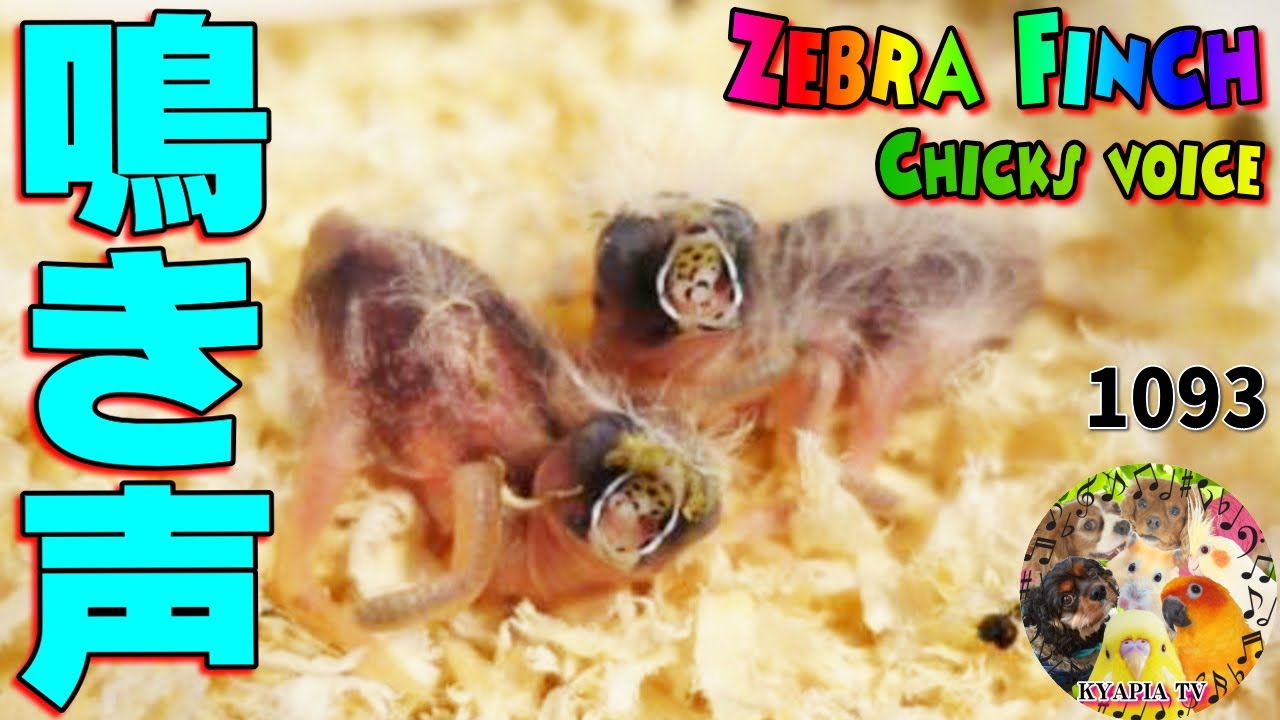 キンカチョウ 雛の鳴き声｜生まれたて～３・４日、 挿し餌 口の中が可愛い・Zebra Finch Chicks Voice 1093