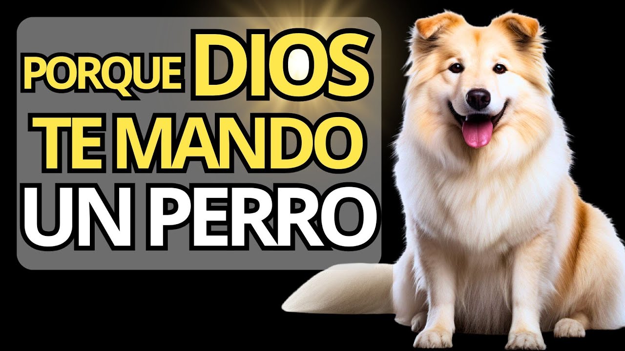 🐶 ¿Por qué DIOS Puso Un PERRO En Tu VIDA? DESCÚBRELO AQUÍ 🐾