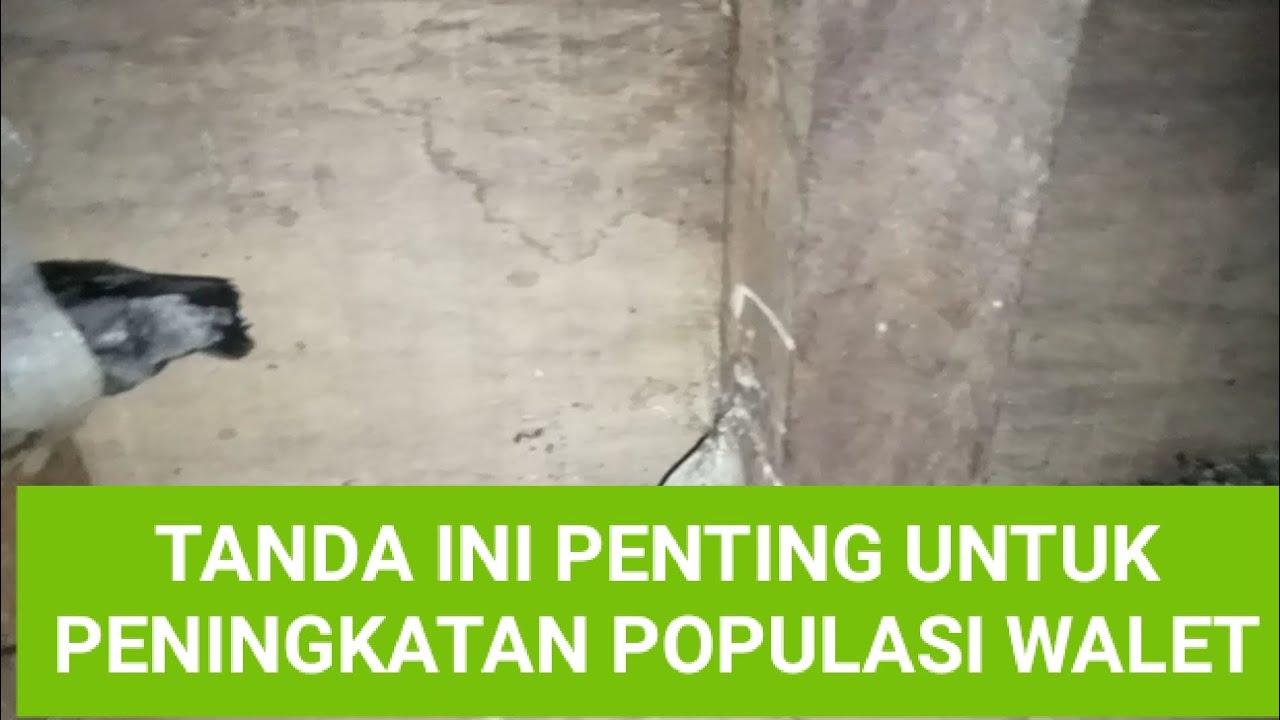 Tanda ini penting untuk peningkatan populasi walet#walet #walet #birds #video #youtube