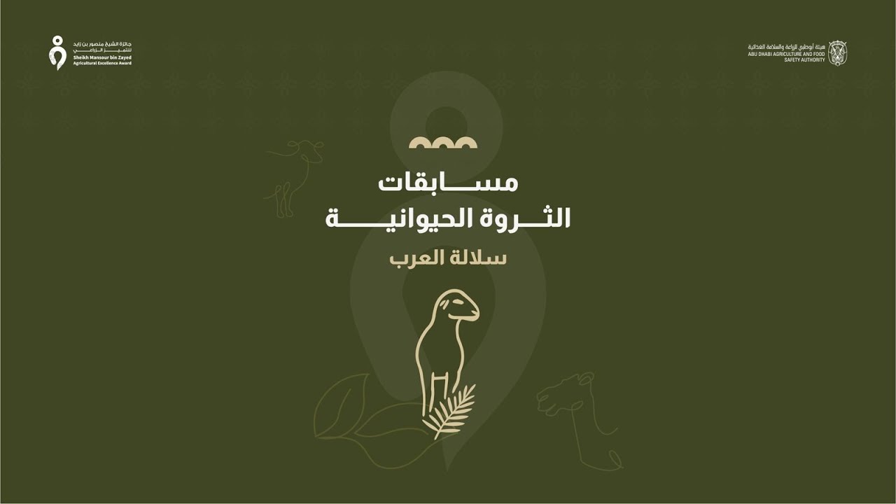 البث المباشر لتحكيم مسابقة افضل السلالات  سلالة العرب