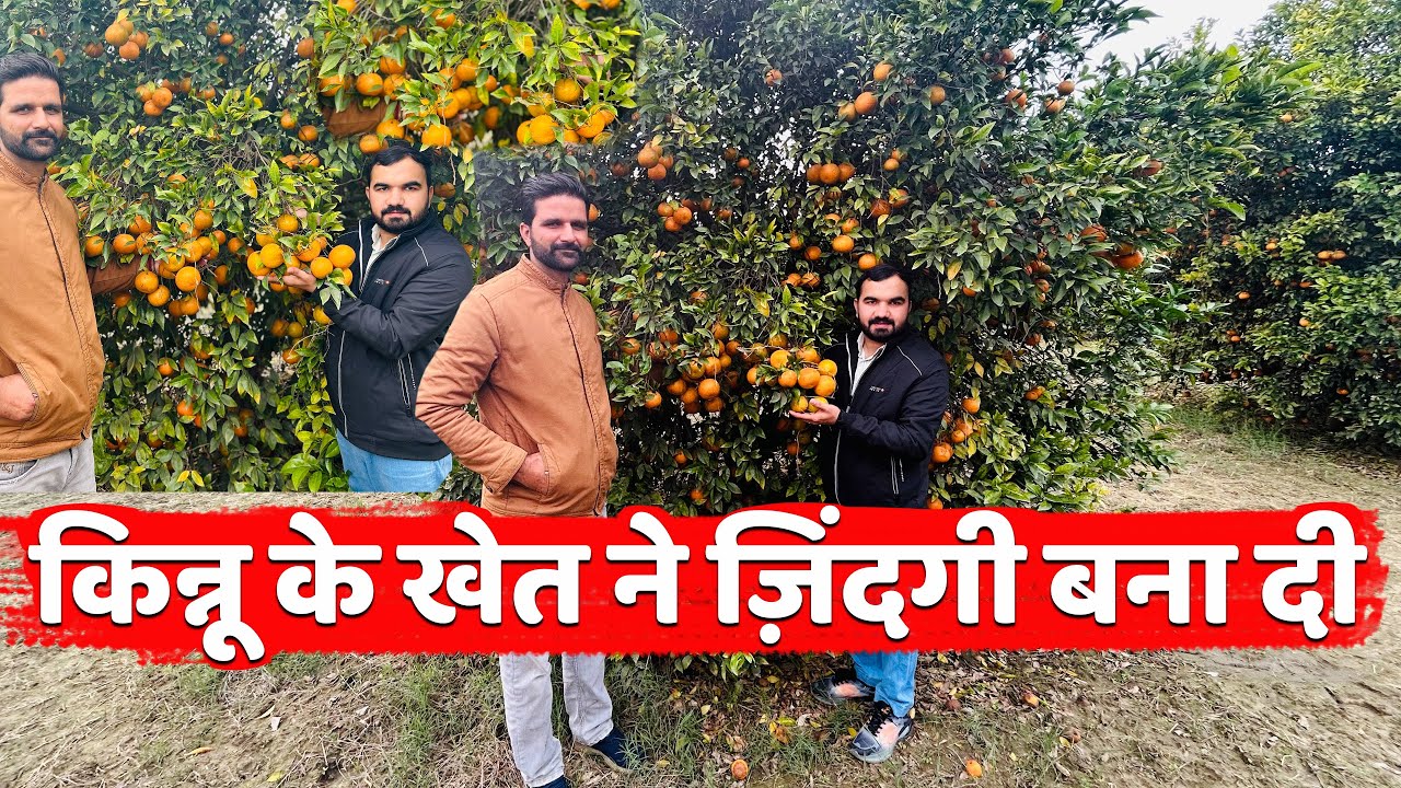 किन्नू में ज़िंदगी बना दी |Kinnow farming | oranges farming | Fruit farming | Horticulture #kheti