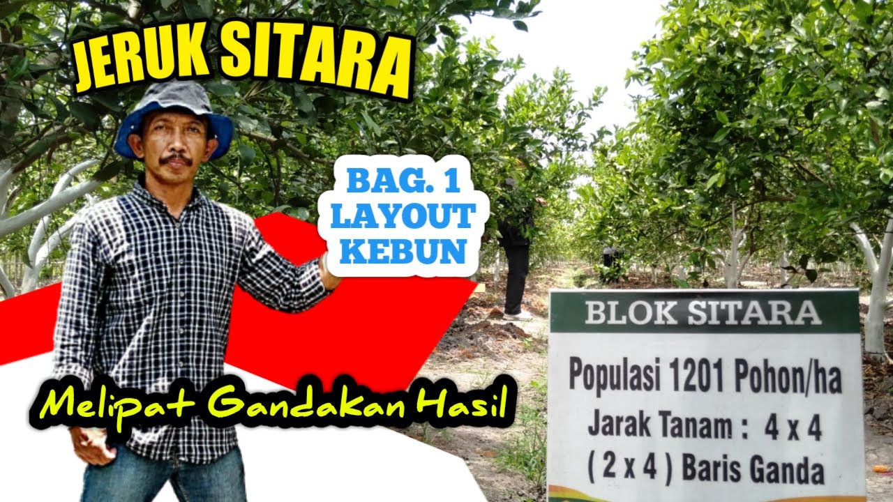 JERUK SITARA MELIPAT GANDAKAN HASIL