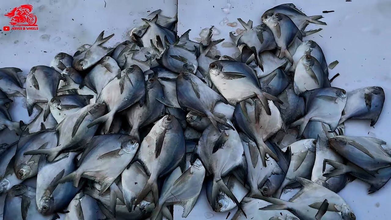Bhayandar Fish Market / Wholesale Fish Market