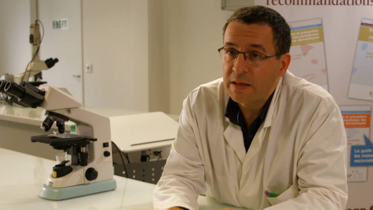 Comment lutter efficacement contre les infestations par les puces ?