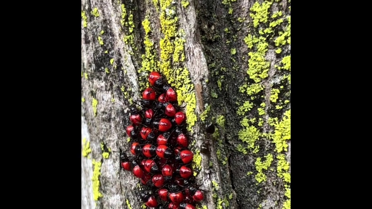 Episode 7: Science with Schnekser A closer look at trees