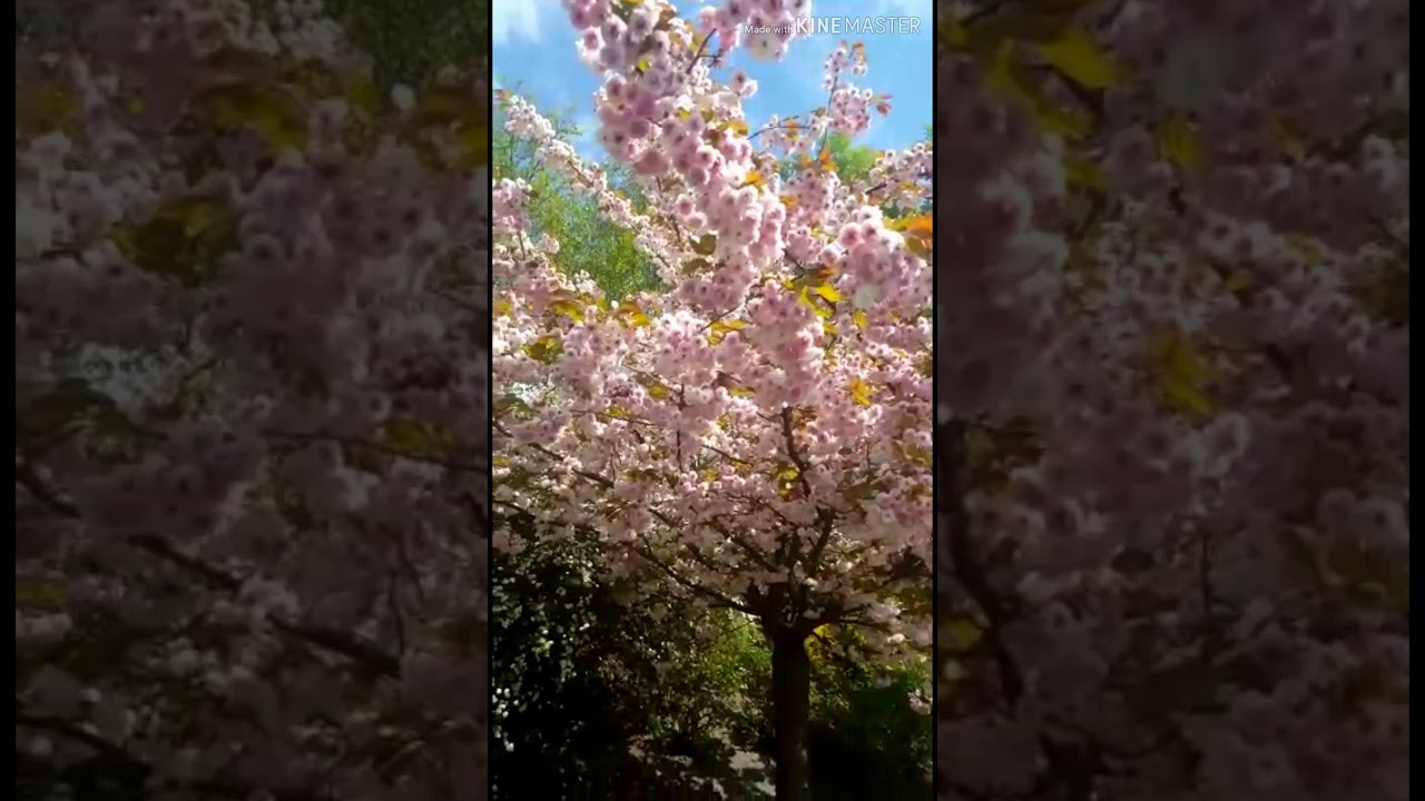 Spring's beauty/ beauty of nature/ flowers/ vlogs in France
