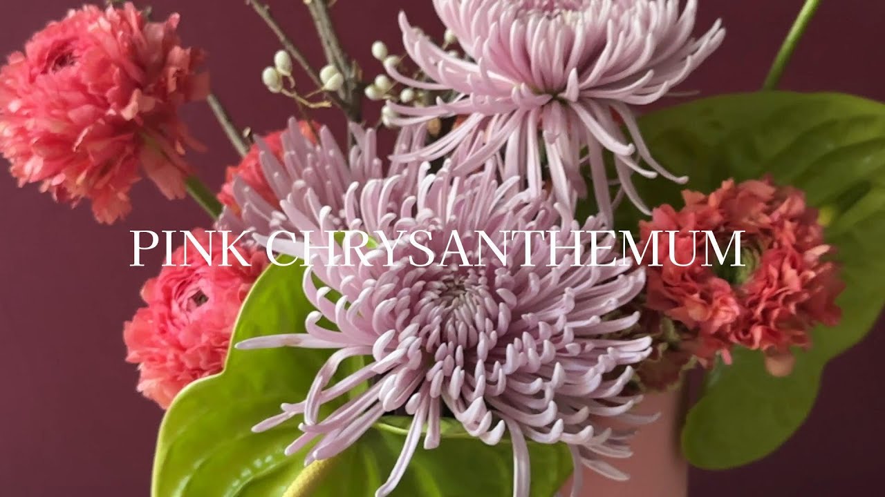 新春粉紅菊花設計 | PINK CHRYSANTHEMUM DESIGN | OMAKASE 大師SOLOMON 花藝教室 | 家居鮮花插花擺設