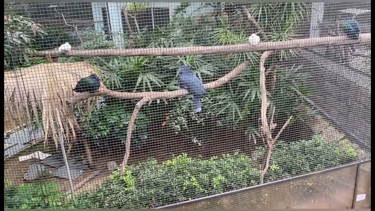 Yellow Naped Amazon the Talking 🐦 (Amazon auropalliata)