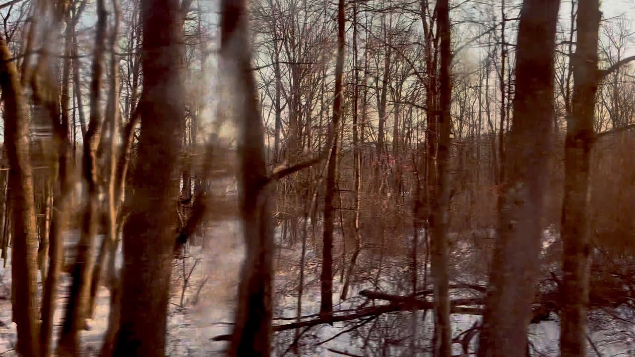 Evening Train Ride Through PA Woods