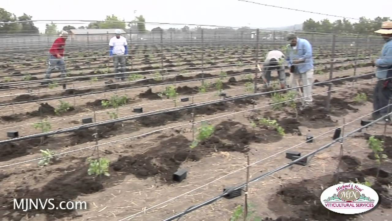 Planting or Re-Planting a vineyard takes a lot of Pre-planning