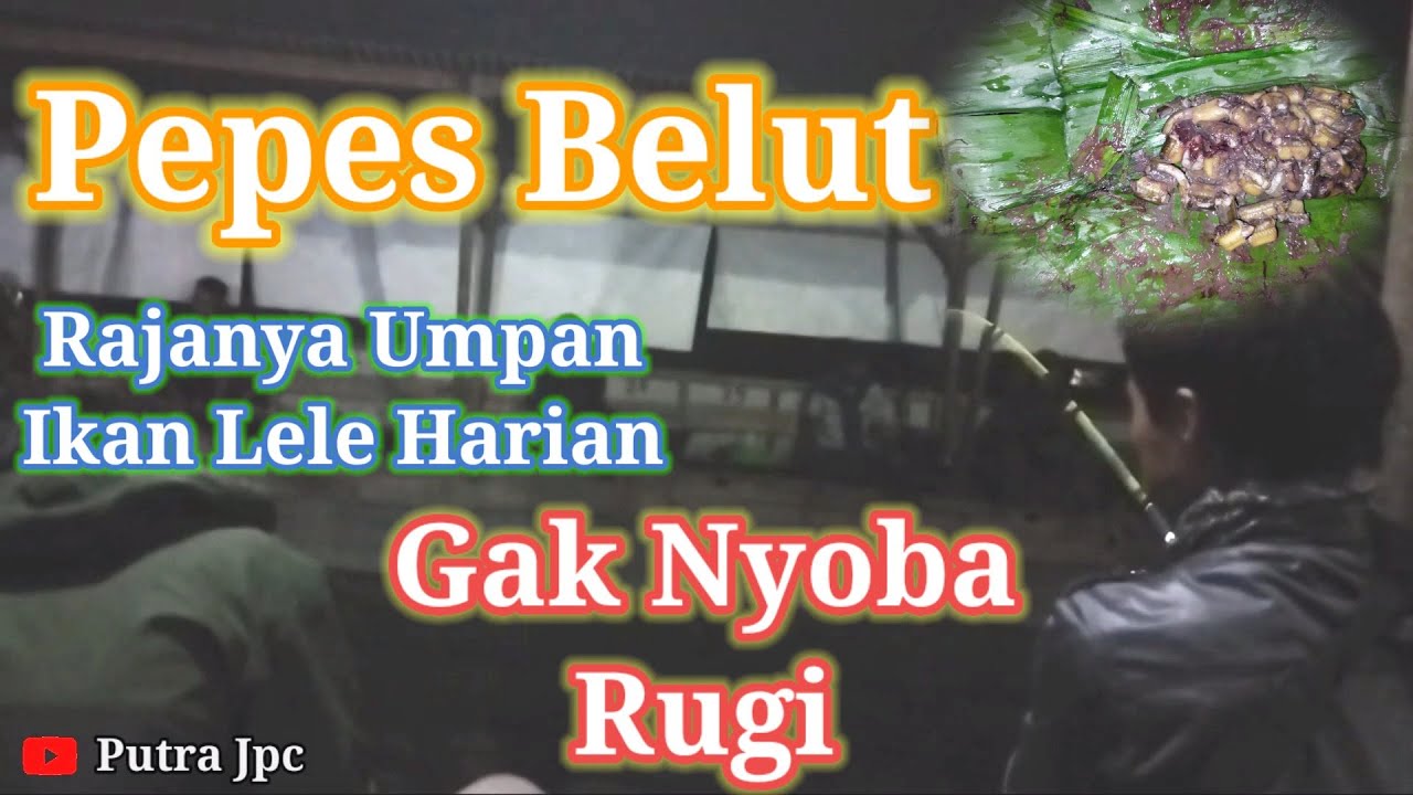 Racikan Terbaru!! Pepes Belut Rajanya Umpan Ikan Lele Harian