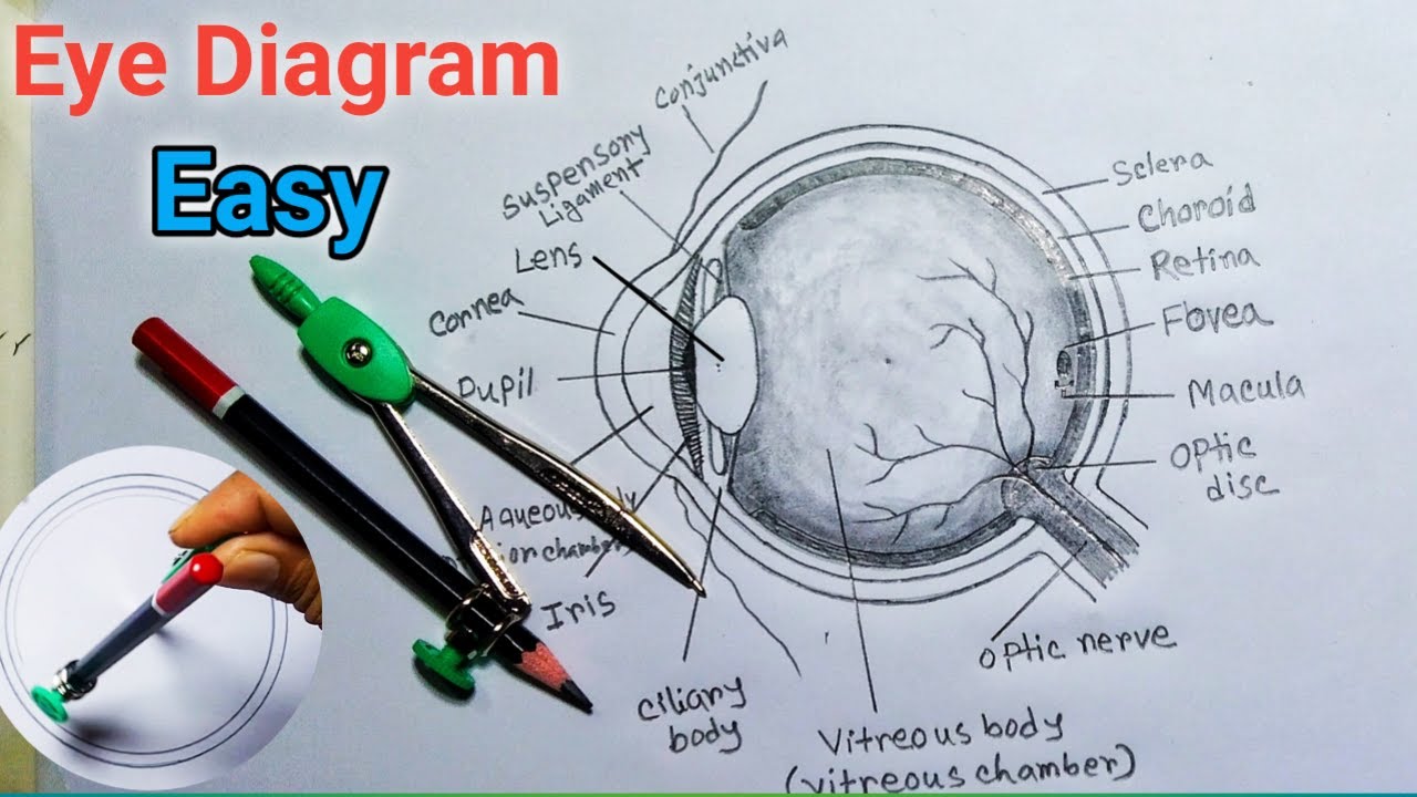 Eye diagram easy to draw / How to draw human eye diagram CBSE /Draw and label eye