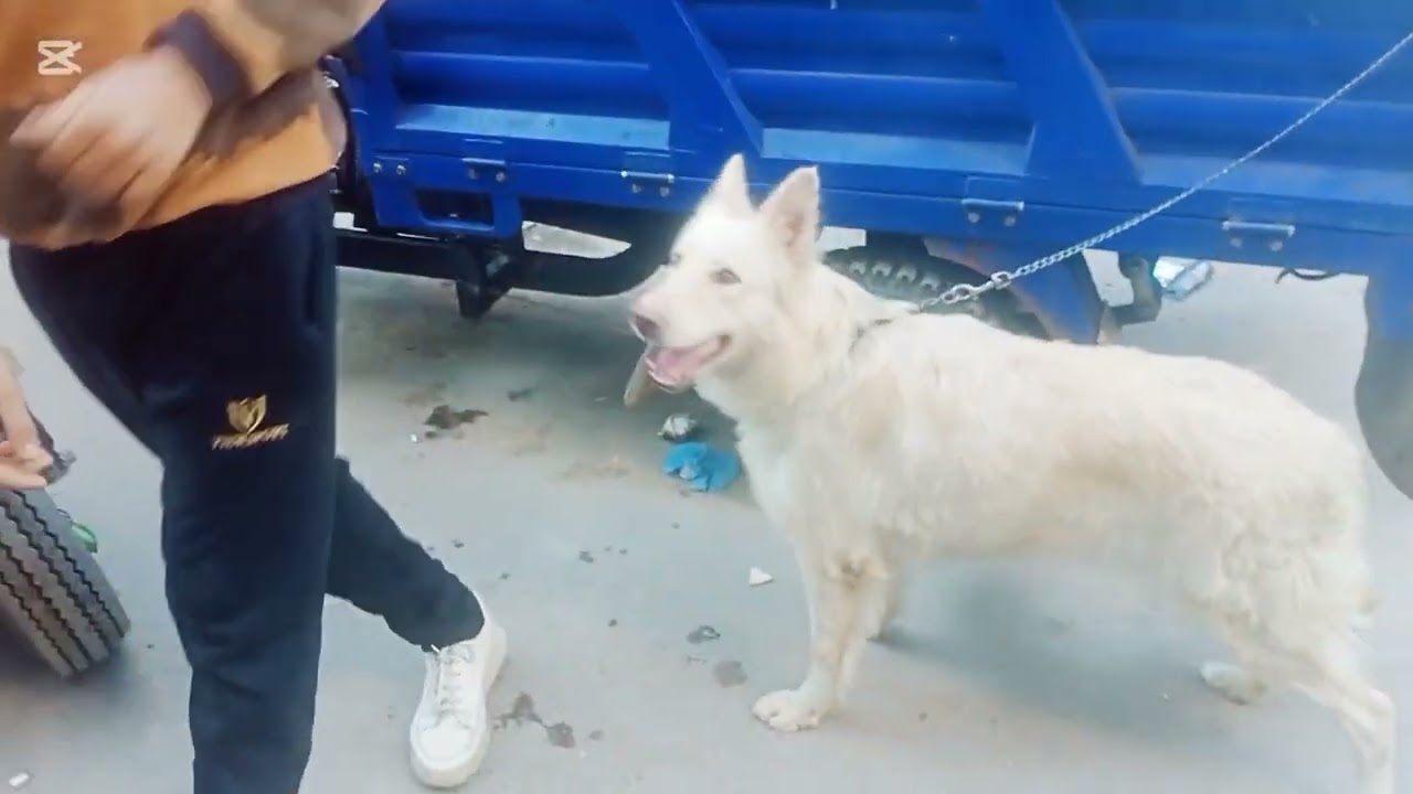 اسعار الكلاب في سوق الجمعه في الاسكندريه