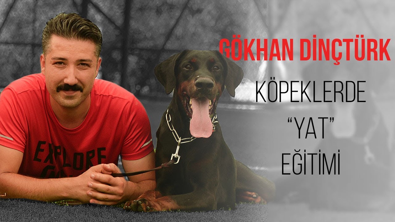 Köpeklere Yat Komutu Nasıl Öğretilir?