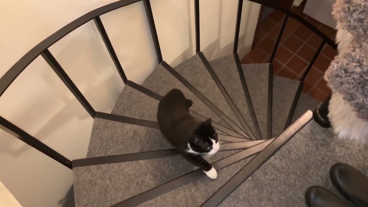 Tuxedo cat? Check. Black cat? Check.