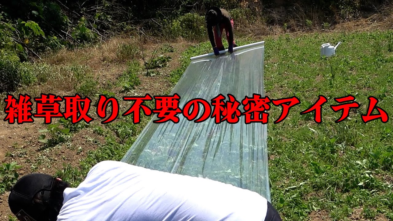 【雑草対策】マルチとあの液体だけで枯らします【カーメン君の畑】【ガーデニング】【雑草】【家庭菜園】