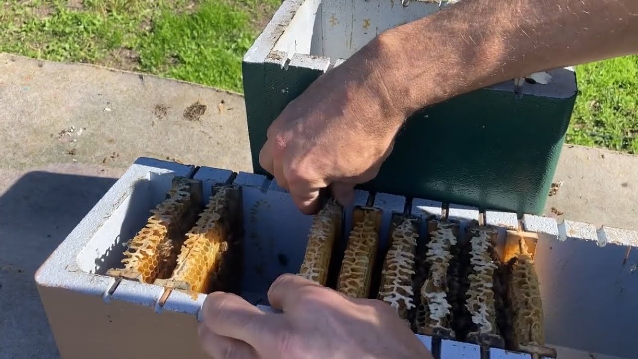 Mini Hive Transfer + Critically Weak Hive 
