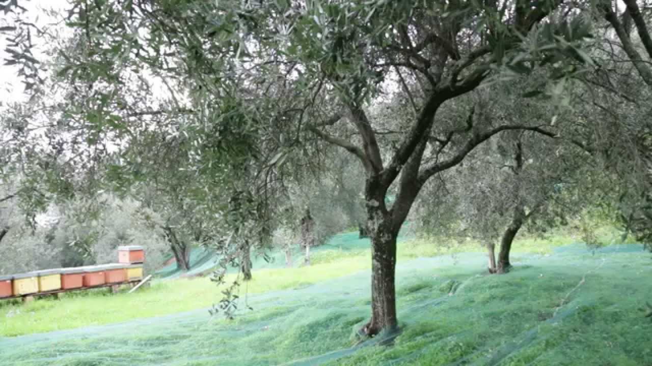 Azienda Agricola Zio Sao Sant'Alessio d'Aspromonte