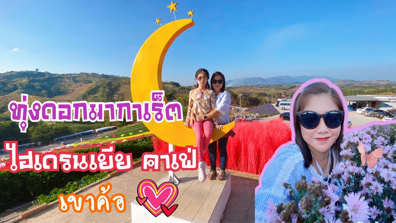 ทุ่งดอกมากาเร็ตบานสะพรั่ง ไฮเดรนเยียคาเฟ่ เขาค้อ ถ่ายรูปสวย#เที่ยวปีใหม่#เที่ยวเขาค้อ#ทุ่งดอกไม้#
