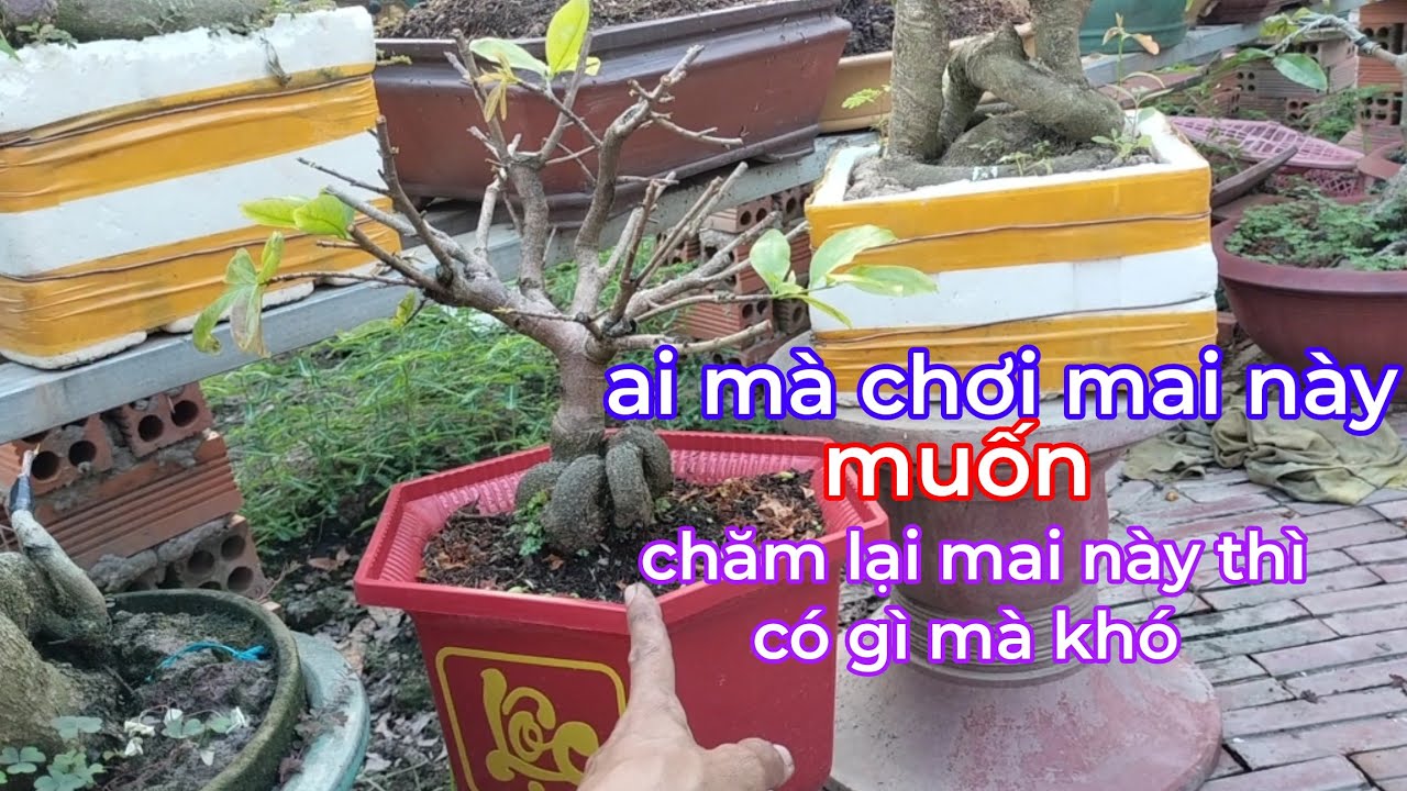 Ai mua mai ở chợ tết đem về,nếu biết 3 cách làm này, thì chơi tết song sẽ phục hồi lại được 