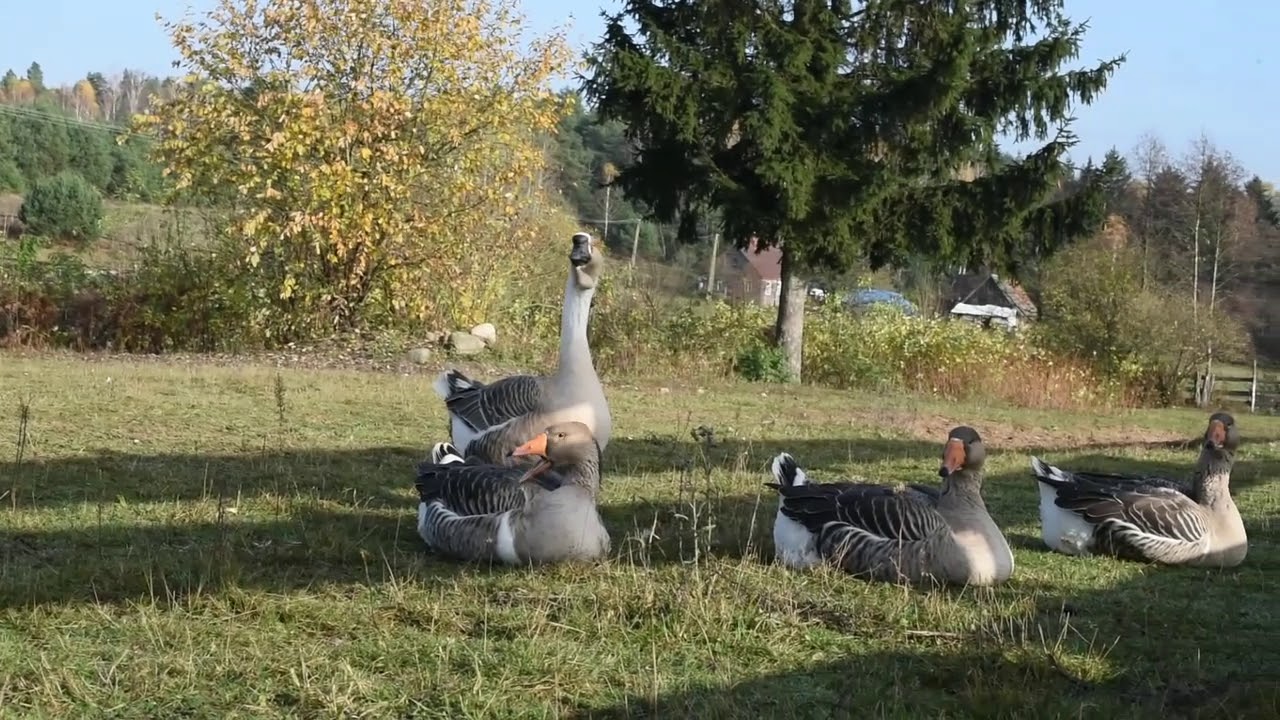 Gęsi  - Kubańskie i Kołudzkie