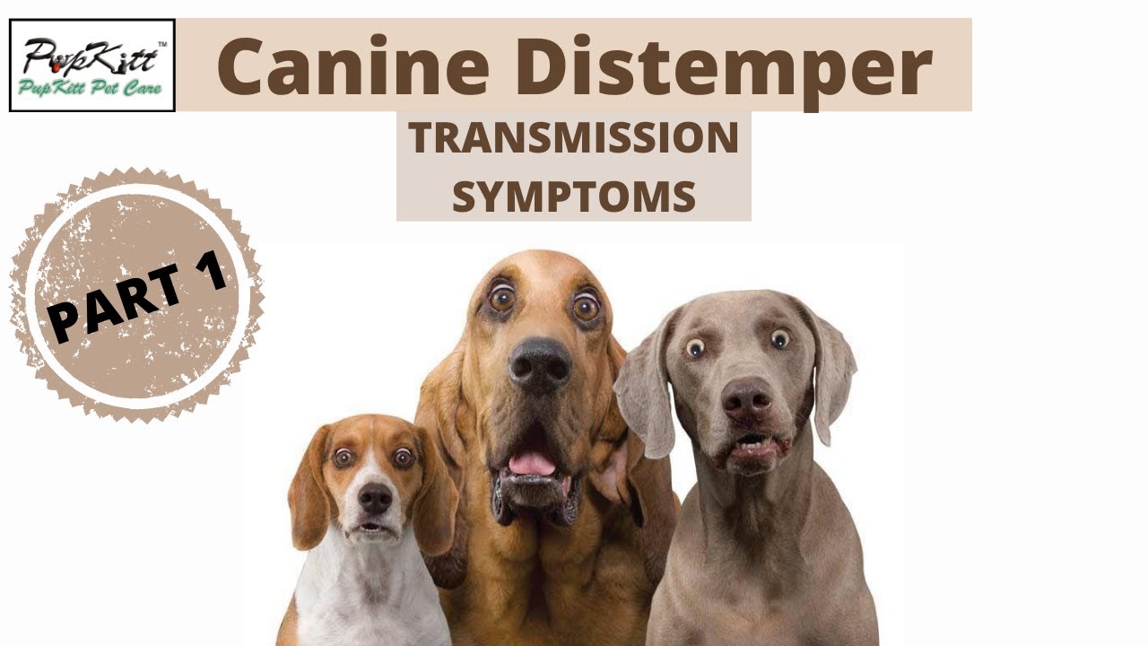 Canine Distemper In Dogs: Intro, Transmission, Symptoms | Dog  Seizure Symptoms (Part1)