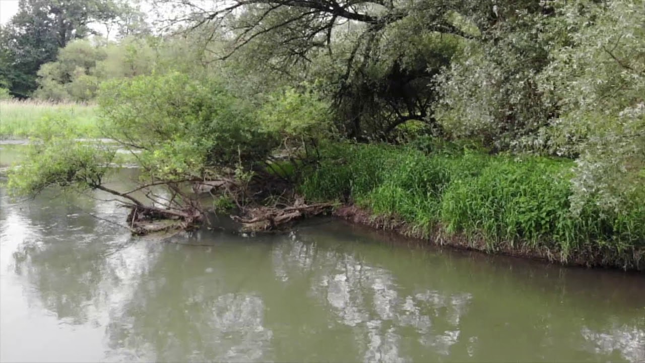 Hellwasser a Dalhunden