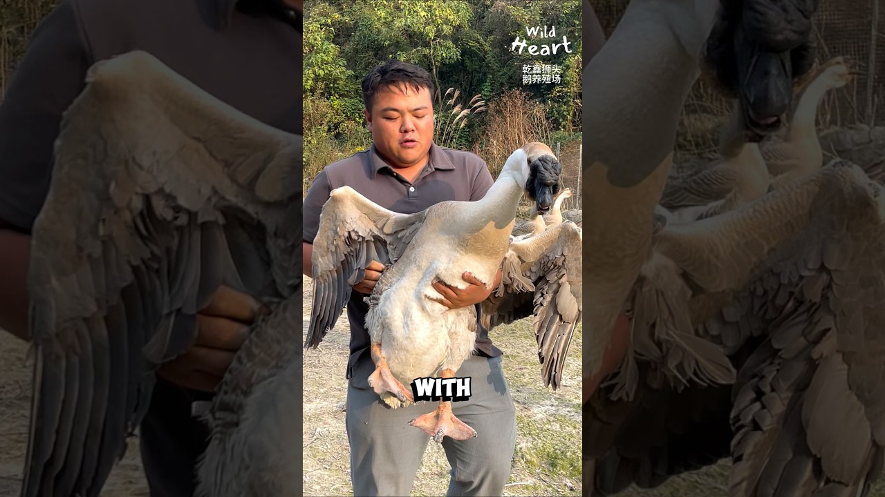 The Heavyweights of Goose Breeds