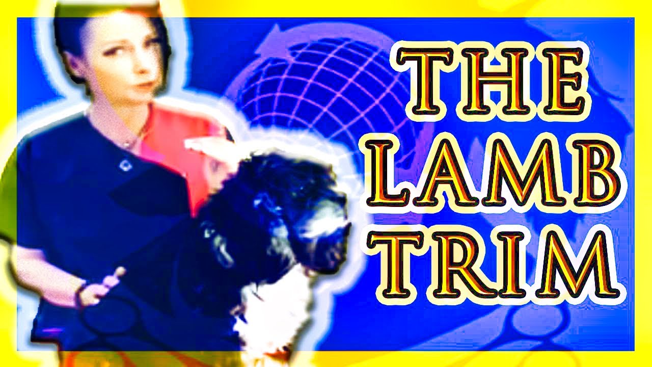 The Lamb Trim Grooming Guide: The American Cocker Spaniel with EXPERT Shaunna Bernardin