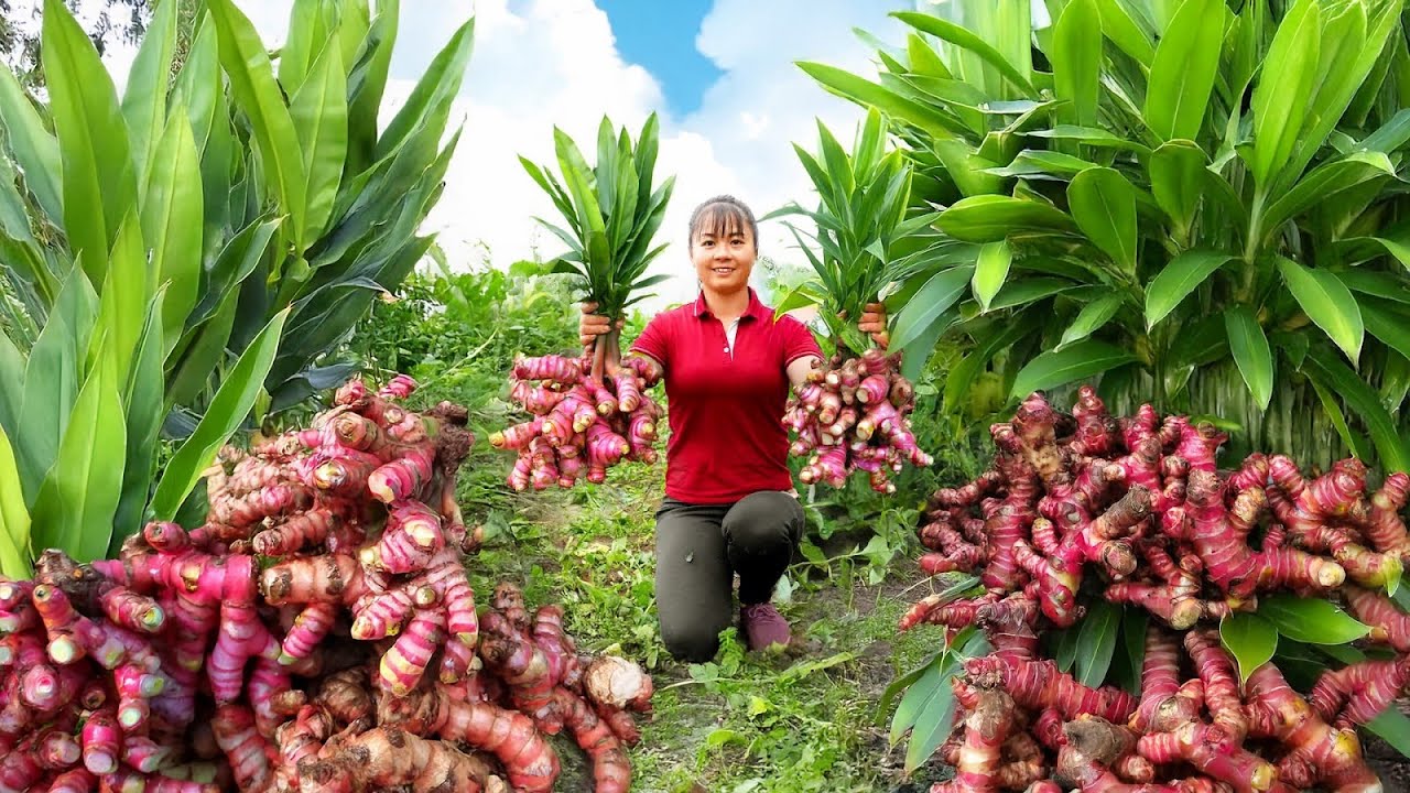 Harvesting Galangal and Selling at the Market – Fixing the Duck House | Phuong Harvest Life