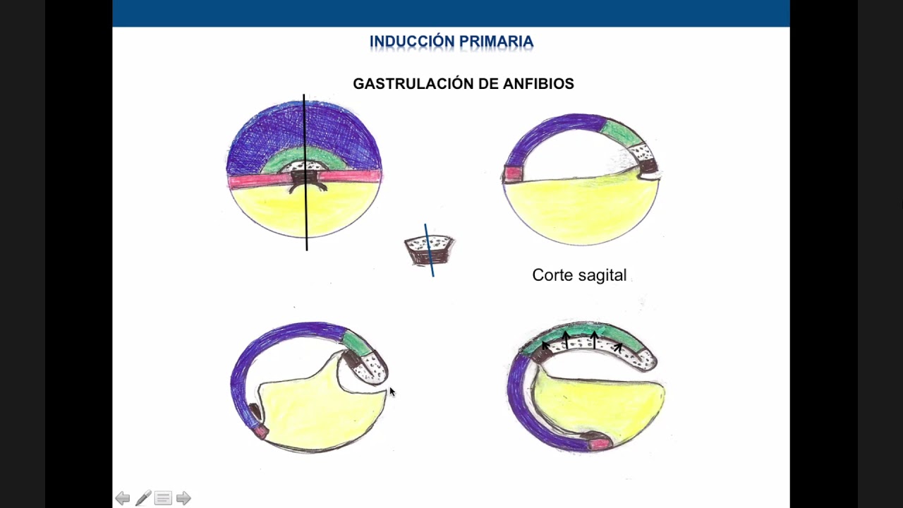 Inducción primaria (continuación) y problemas (26 de Mayo)