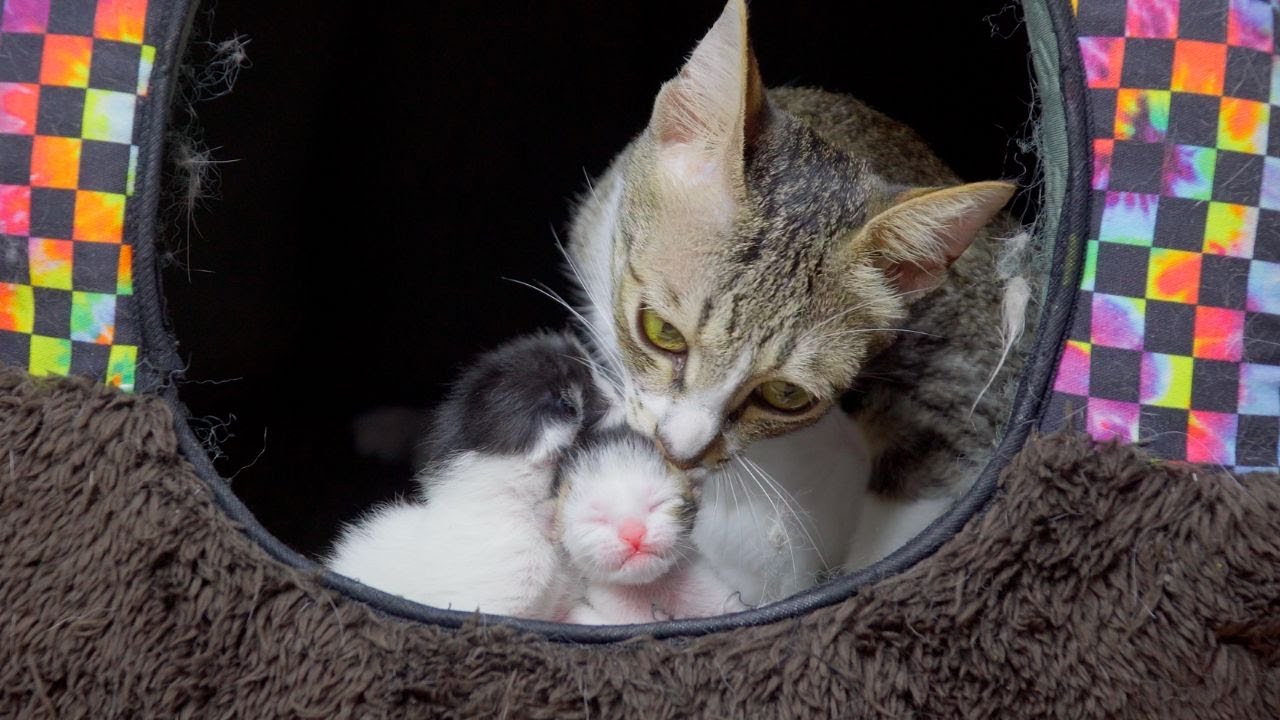 I&rsquo;ve Never Seen a Cat Love Her Husband and Kittens This Much!
