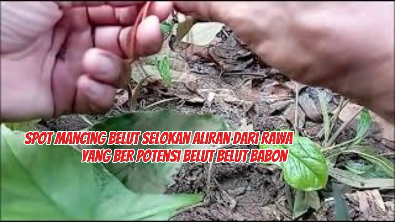 SPOT MANCING BELUT SELOKAN ALIRAN DARI RAWA DI JAKARTA SELATAN